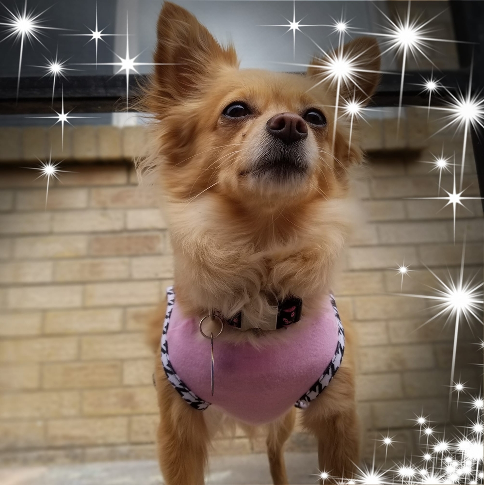 Meet your Posher, Kalli